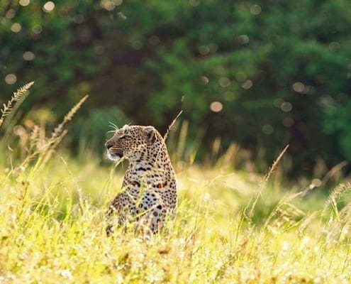 12 Mara Houses Leopard