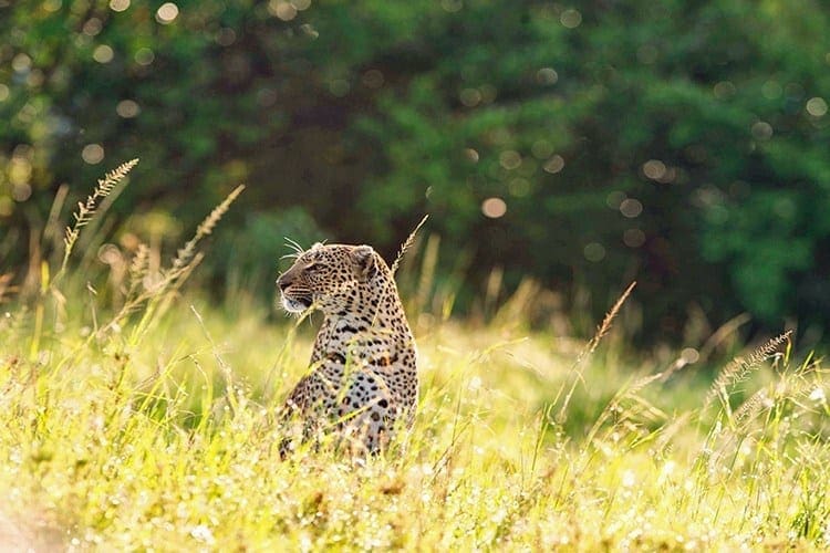 12 Mara Houses Leopard