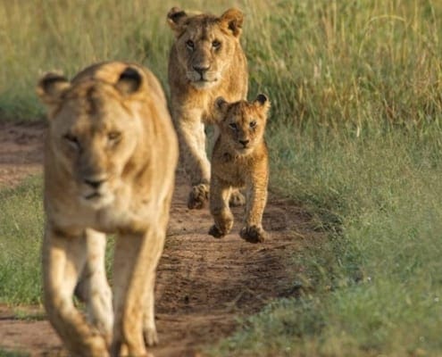 23 Mara Houses Lion