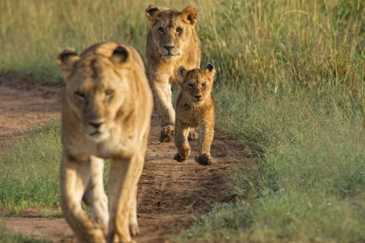 23 Mara Houses Lion