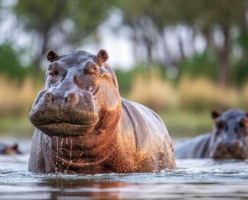 007 Hippo Point